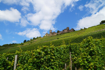 Fototapeta na wymiar a beautiful vineyard with Thurant castle on the hill in the background (Alken on the river Moselle, Germany) 