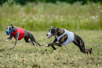 Whippet dogs in red and white shirts running and chasing lure in the field on coursing competition