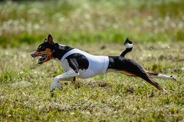 Basenji dog in white shirt running and chasing lure in the field on coursing competition