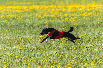 Basenji dog in red shirt running and chasing lure in the field on coursing competition
