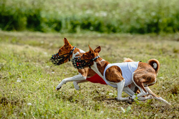 Basenji dogs in red and white shirts running and chasing lure in the field on coursing competition