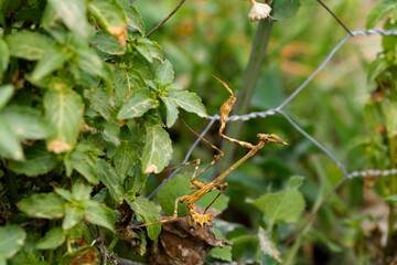 Ninfa de Empusa Pennata (Insecto Palo)
