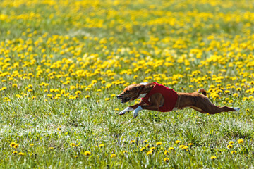 Basenji dog in red shirt lifted off the ground running in the field on coursing competition