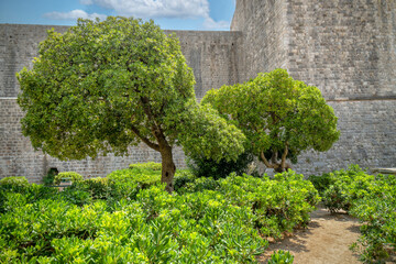 Fototapeta na wymiar Park by the Old Town Walls of Dubrovnik