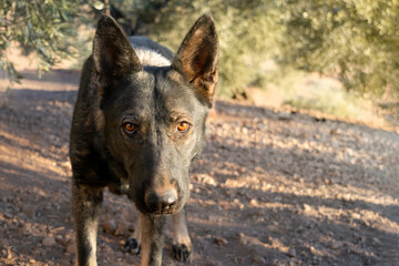 Close-up of a dutch shepherd dog looking attentively