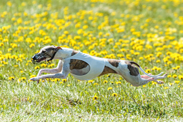 Whippet dog lifted off the ground during the dog racing competition running on field