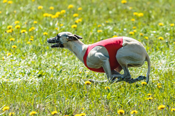Whippet dog lifted off the ground during the dog racing competition running on field