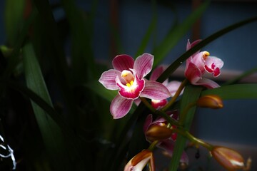 Closeup of detailed pink boat orchid flowers