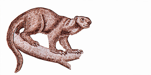 Ringtail, Portrait from Belize 20 Dollars 1997 Banknotes.