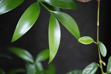 Closeup of shiny nageia nagi plant leaves on black background - obrazy, fototapety, plakaty