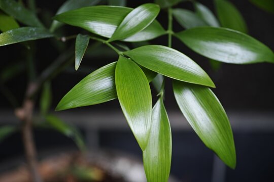Closeup of shiny nageia nagi plant leaves on black background