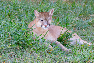 Fototapeta na wymiar Puma or mountain lion lying alone relaxing on grass in selective focus. with one eye closed