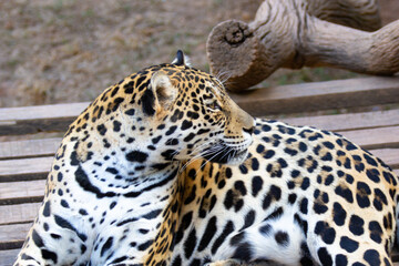 Yellow jaguar lying down looking back in selective focus