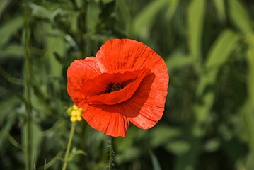 Dywan z kwiat&oacute;w, zi&oacute;ł i traw.
Są w nim jaskry, maki, szczaw.
Możesz słuchać, patrzeć, wąchać!
Piękna, kolorowa łąka.
