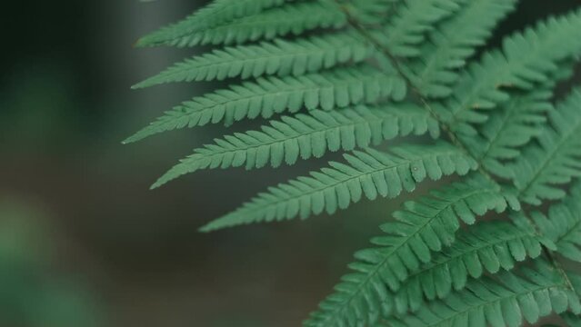 fern leaves