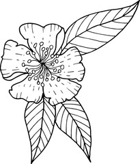 Hand drawn flower and leaves. Vector illustration, doodle style.