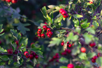 hawthorn bushes with ripe berries, background