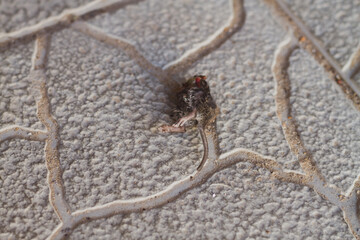 A dead mouse was killed by a spike and half eaten, a mouse corpse on the sidewalk and entrance, a...