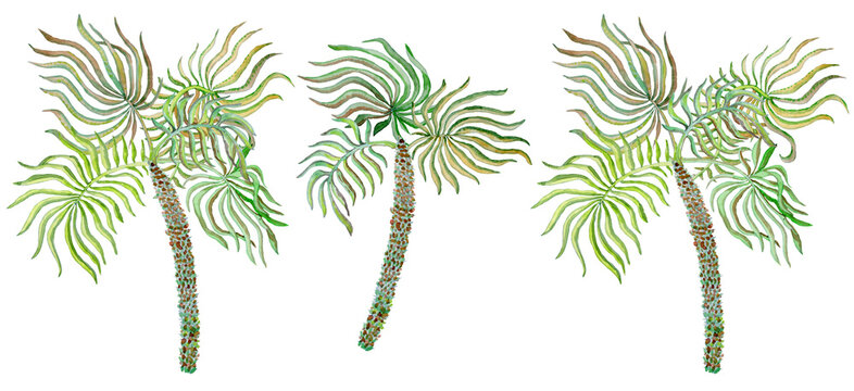 Set of watercolor painted savannah and jungle plants. Hand painted palm tree, leaves, isolated on a transparent background