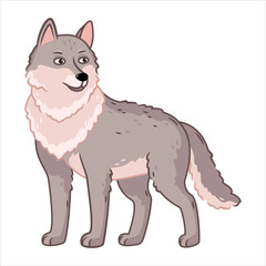 a gray wolf stands on a white background. Forest animals. Vector illustration with cute forest animals