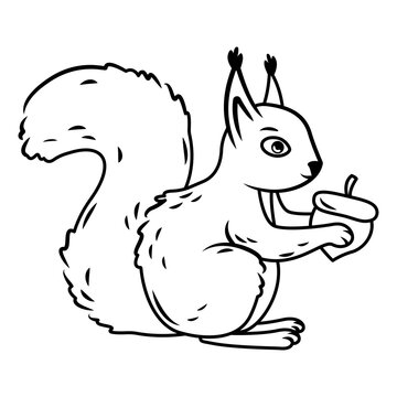 a cute red squirrel sits like a nut in its paws on a white background. contour image Vector illustration with cute forest animals