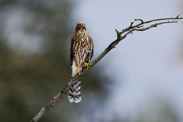 Cooper's Hawk (Accipiter cooperii) Juvenile Perched