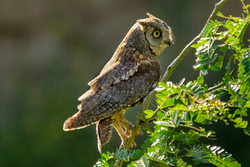Eurasian scops owl,  European scops owl - Otus scops - perched with green background. Photo from Dobruja in Bulgaria.