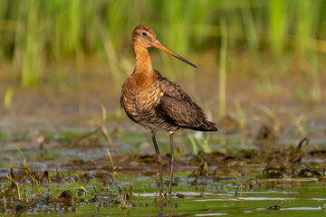 Black-tailed godwit - Limosa limosa wading on wetlands with green background at Danube Delta in Romania.