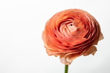Single Pink Ranunculus Flower in Studio on White Vertical