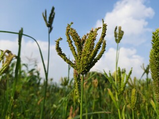Eleusine coracana or finger millet plants. It is called Ragi and madua in India and Kodo in Nepal. It  is an annual herbaceous plant. Its widely grown as a cereal crop in the in Africa and Asia.