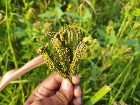 Eleusine coracana or finger millet plants. It is called Ragi and madua in India and Kodo in Nepal. It  is an annual herbaceous plant. Its widely grown as a cereal crop in the in Africa and Asia.