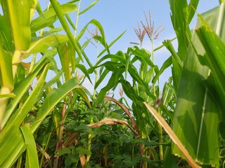 Corn Maize Agriculture Nature Field. Green corn field against blue sky, agricultural crop, corn...