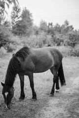 A horse grazes in the woods. Beautiful mane and color of the horse. Grazing a herd in the summer. Black and white photo