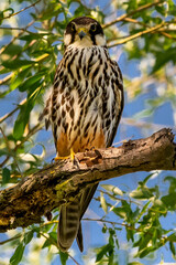 Eurasian hobby - Falco subbuteo - perched. Photo from Danube Delta in Romania.