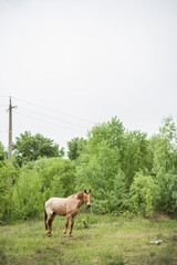 A horse grazes in the woods. Beautiful mane and color of the horse. Grazing a herd in the summer.