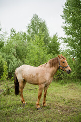 A horse grazes in the woods. Beautiful mane and color of the horse. Grazing a herd in the summer.
