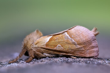 Der Kleine Hopfen-Wurzelbohrer - Pharmacis lupulina   © Paul.E