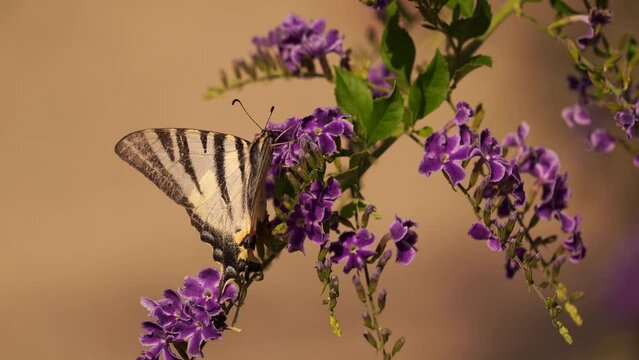 Scarce Swallowtail (Iphiclides podalirius) foraging on purple flowers