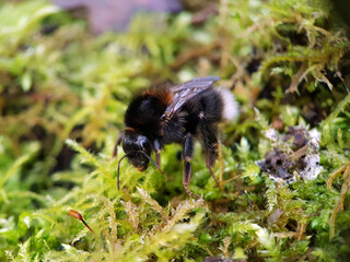 Macro bumblebee queen on moss 