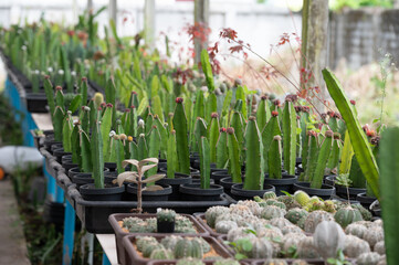 cactus in garden.