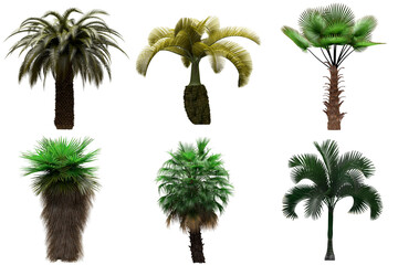 Fototapeta premium Pack of PNG vegetation. +6K. Tropical plants. Made from 3D model for compositing