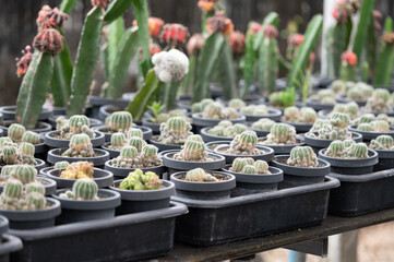 cactus in a pot