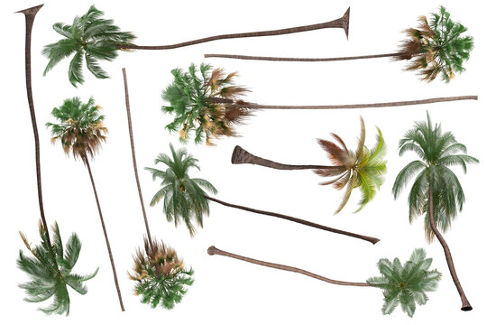 Pack of PNG vegetation. +6K. Tropical plants. Made from 3D model for compositing © Govinda