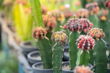 cactus in the garden