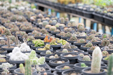 cactus in a greenhouse