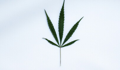 Cannabis leaves on a white, pastel background. Top view, background, copy space