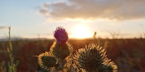 flower, thistle, nature