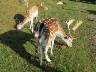 Grand-Est - Lorraine - Un cerf et son bébé faon