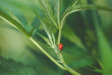 Hemp & Cannabis Plants 