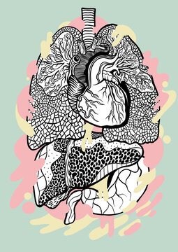 Illustrations of human organs 